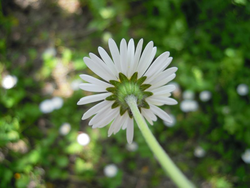 Bellis sp.